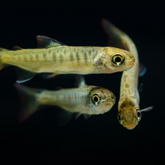Coho salmon fry trio