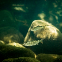 chinook par in campbell river 7