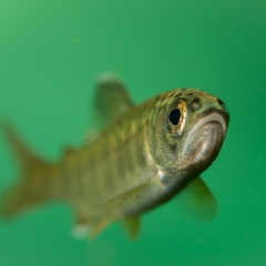 Coho Calmon Fry close up