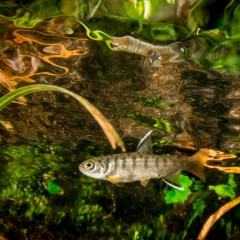 coho salmon par in river margin 13