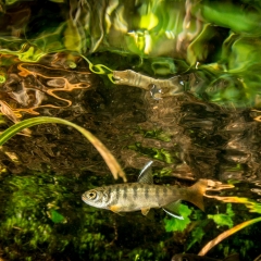 coho salmon par in river margin