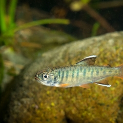 colourful coho par oncorhynchus kisutch 1