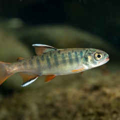 colourful coho par oncorhynchus kisutch 2