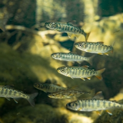 group of chinook par 1