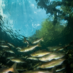 pink salmon in campbell river