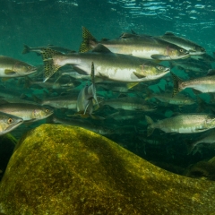pink salmon pano