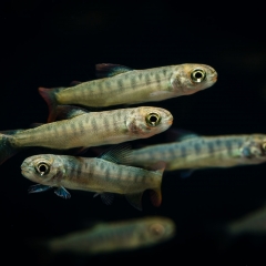 quinsam coho fry 14