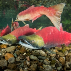 Sockeye Salmon School