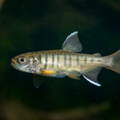 single coho salmon par oncorhynchus kisutch 2