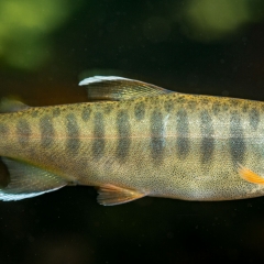 single coho salmon par oncorhynchus kisutch 6