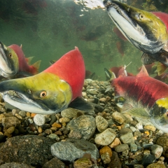 Sockeye Salmon closeup