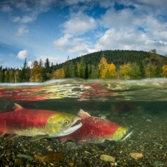 Sockeye Salmon Pair