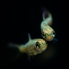 two little coho