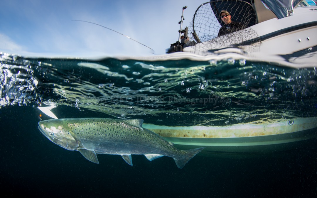 Tall-Tale Salmon Fishing