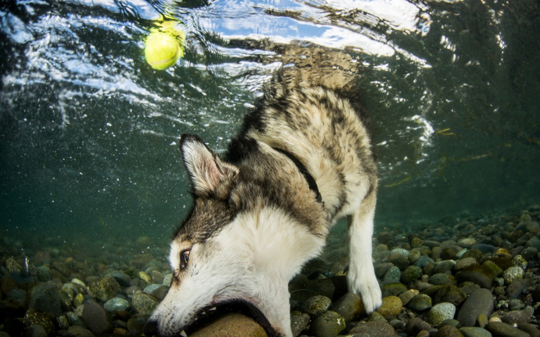 Diving Husky