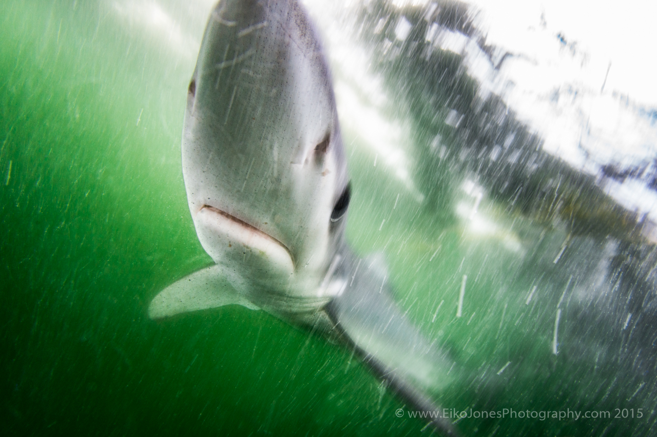 Blue Shark checks out a diver