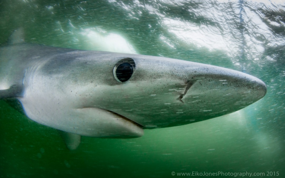 Blue Shark diving in Canada