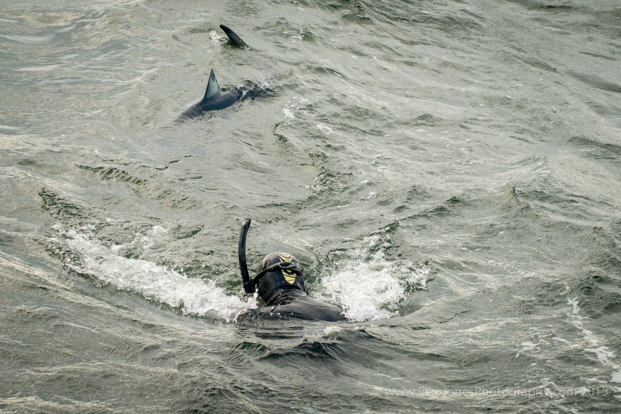 Blue Shark and snorkeler in canadian waters