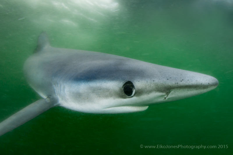 Blue Shark in the waters of Tahsis, Vancouver Island.