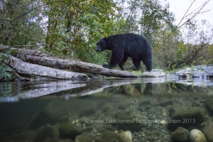 Black Bear at the edge of the Quinsam River