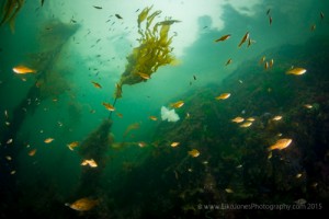 Kelp Perch in the undulating kelp forests in Tahsis Narrows