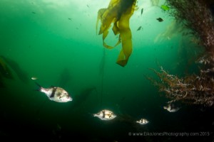 Pile Perch, Damalichthys vacca, in Tahsis Narrows.