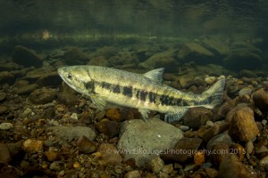Female Chum Salmon probing its nest with her anal fin to see if it is ready for egg laying. 