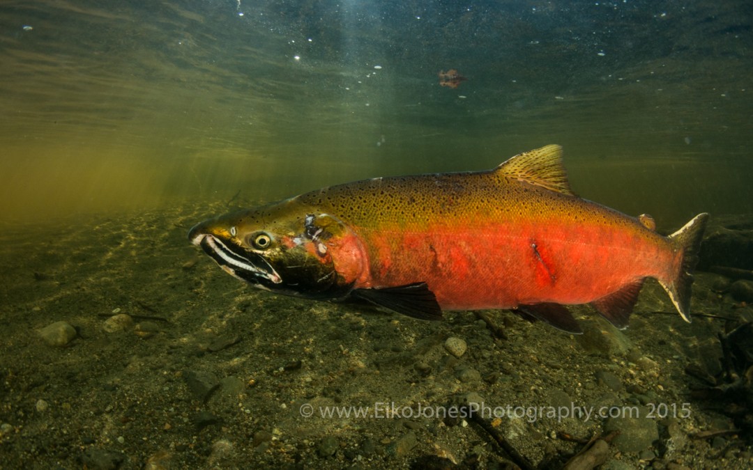 male coho salmon ready to spawn