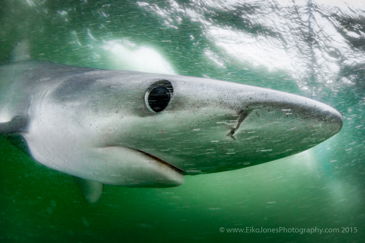 Blue Shark 15 miles off the west coast of Vancouver Island.