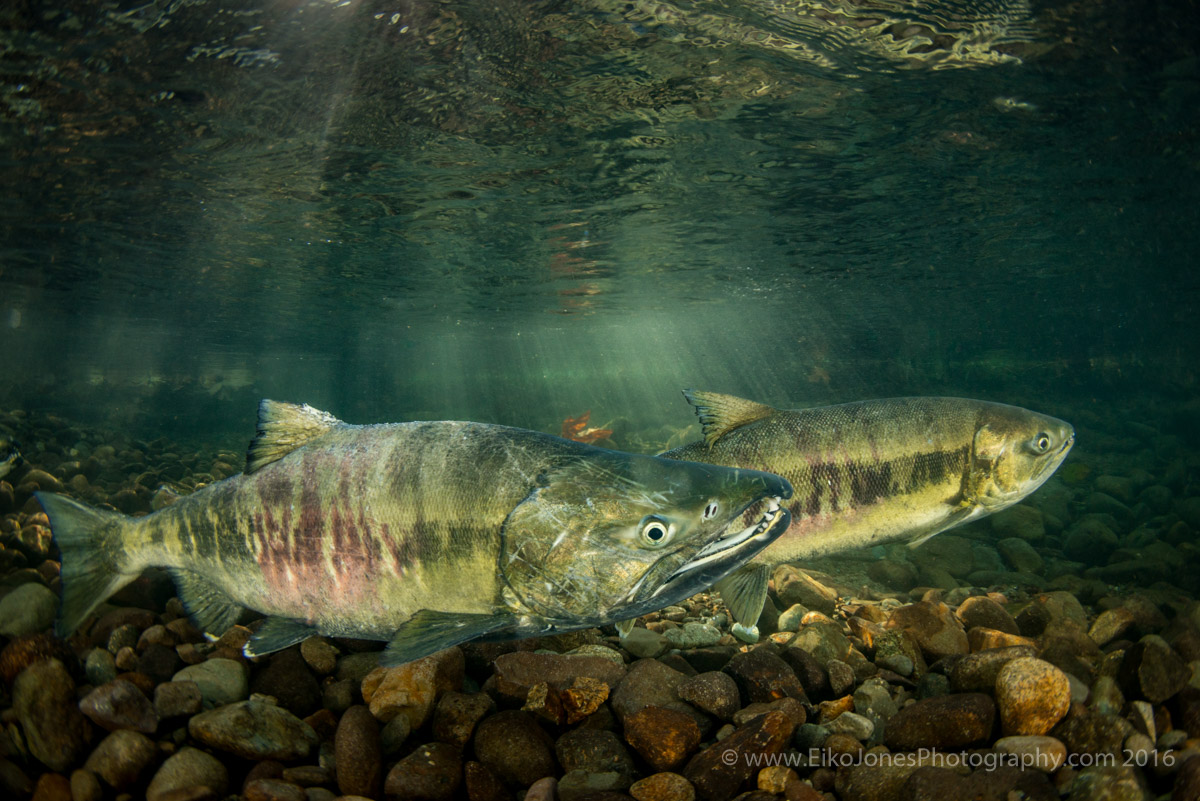 chum salmon pair