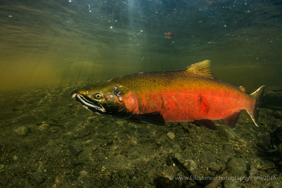 coho jack in quinsam river
