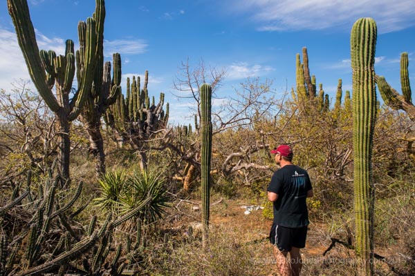 exploring cactus forest