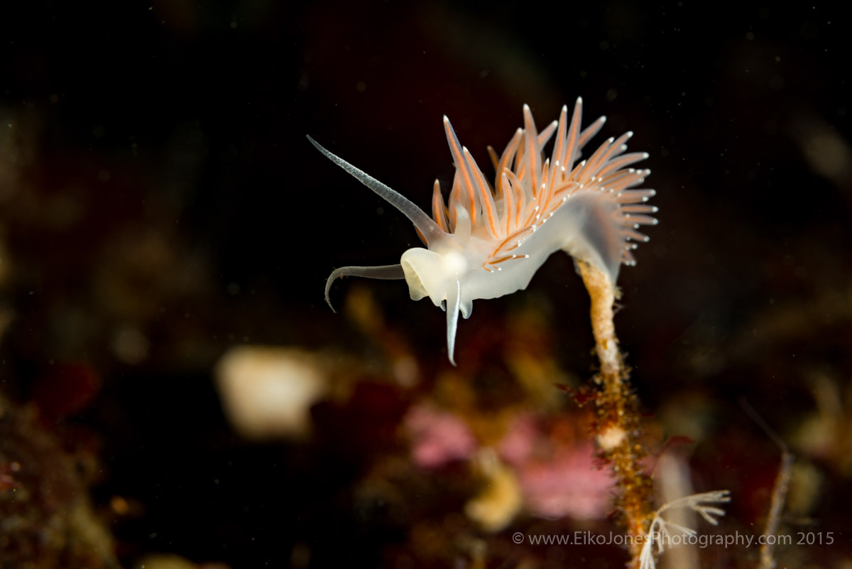 Opaque Nudibranch at Hornby Island, BC.