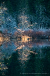 frost covered trees reflected in lake