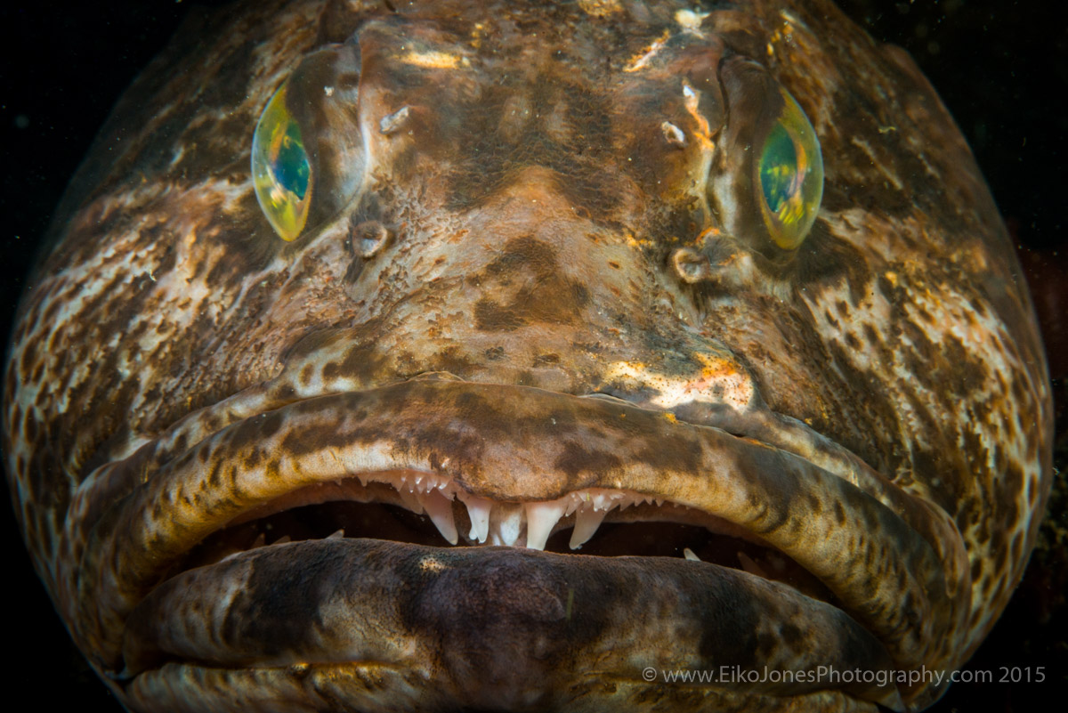 lingcod face and teeth