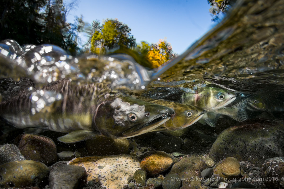pink salmon group in quinsam