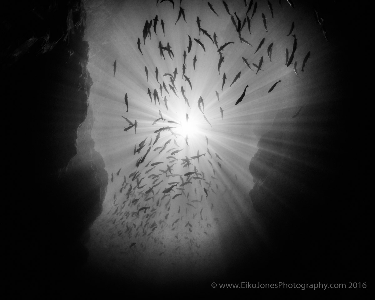 pink salmon in campbell river canyon