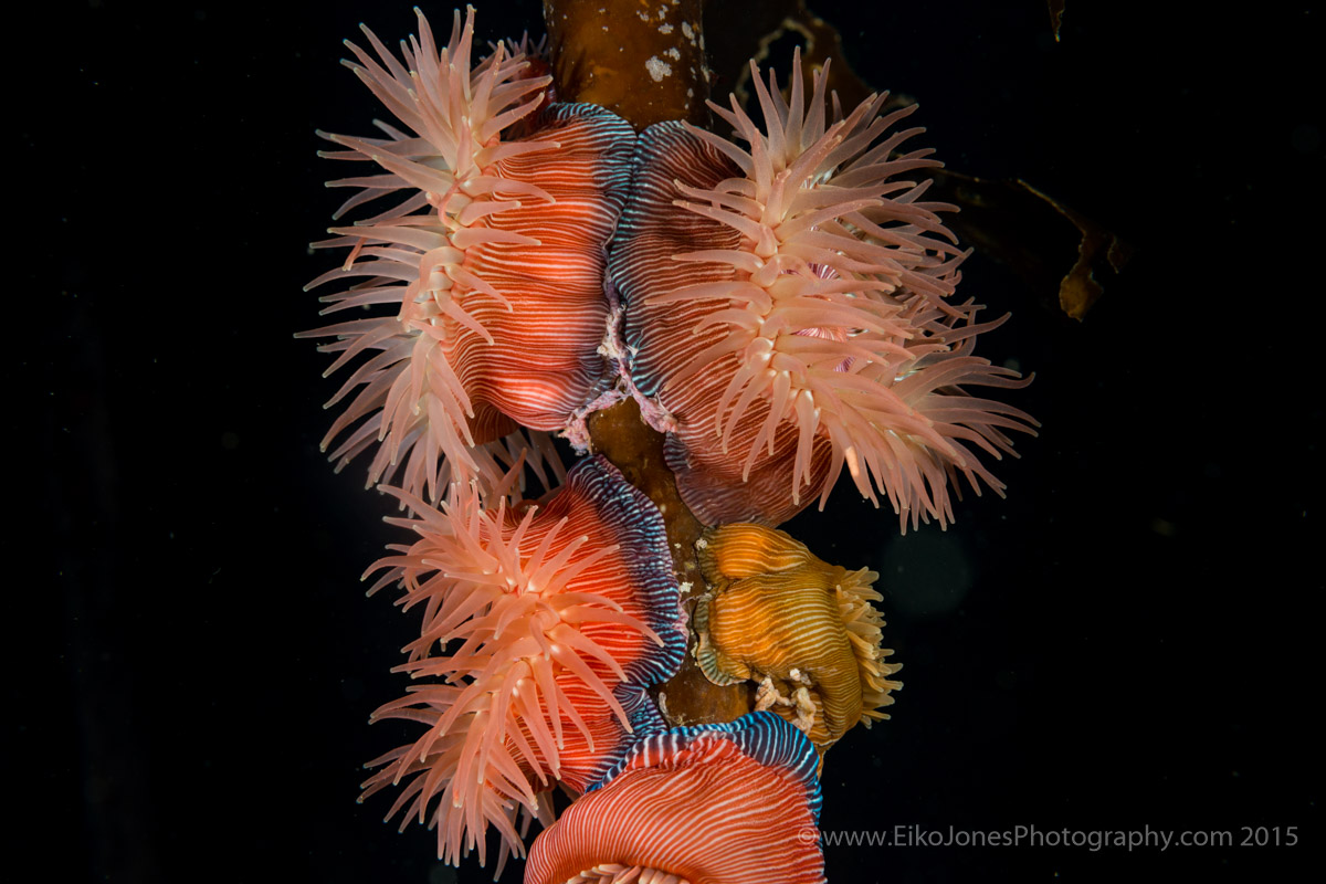 proliferating anemone on kelp stalk
