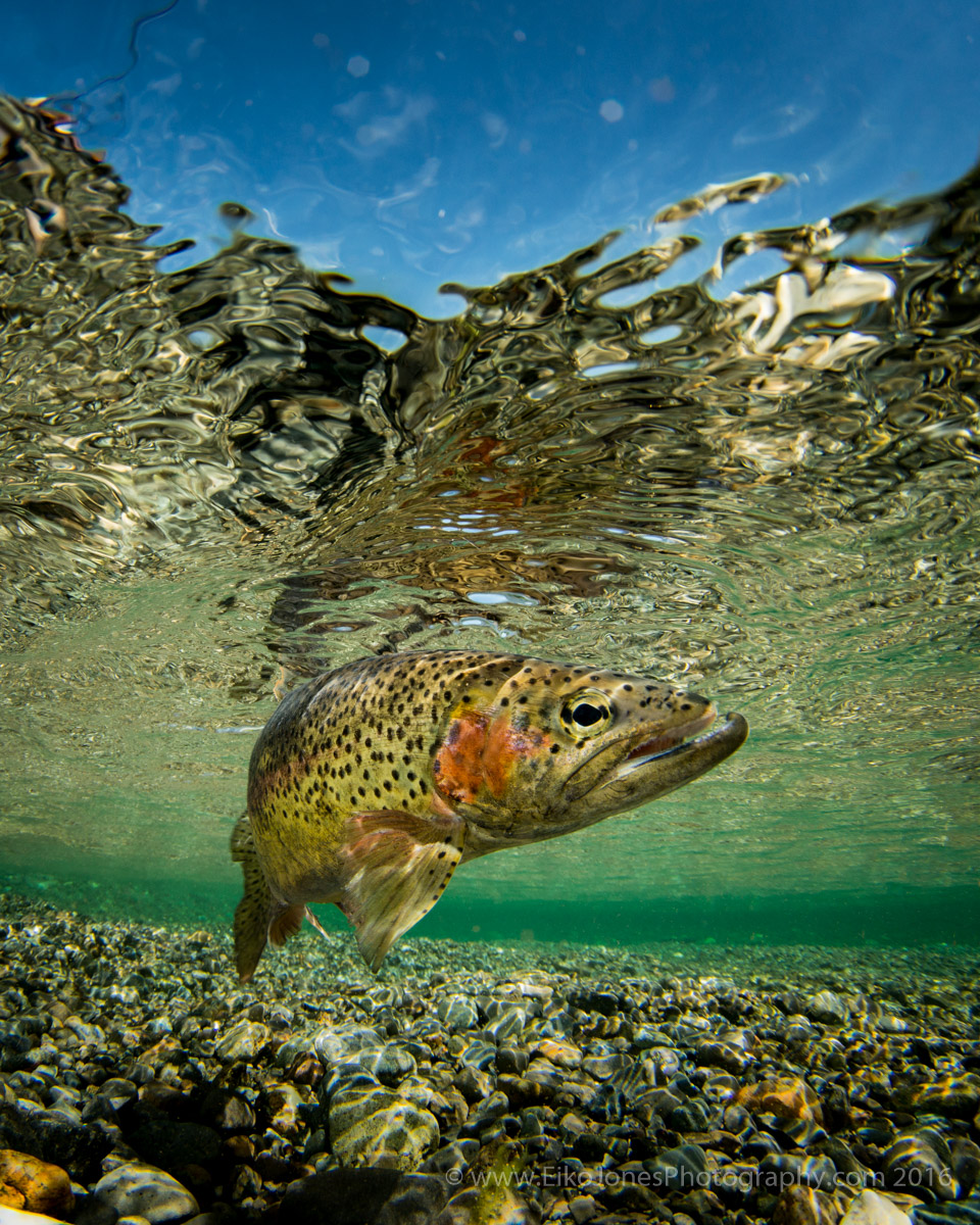 Rainbow Trout in Elk River, Vancouver Island.