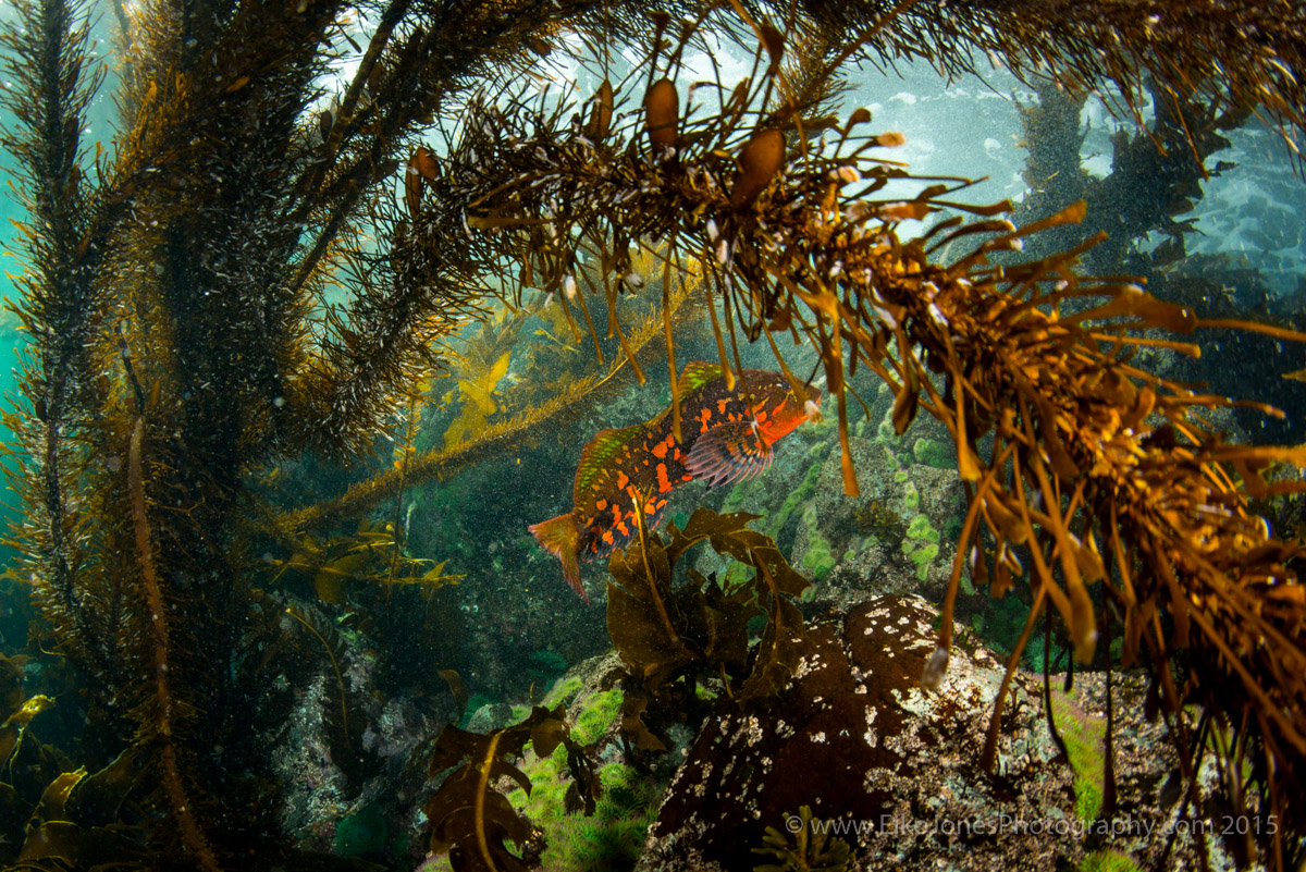 rock greenling in kelp
