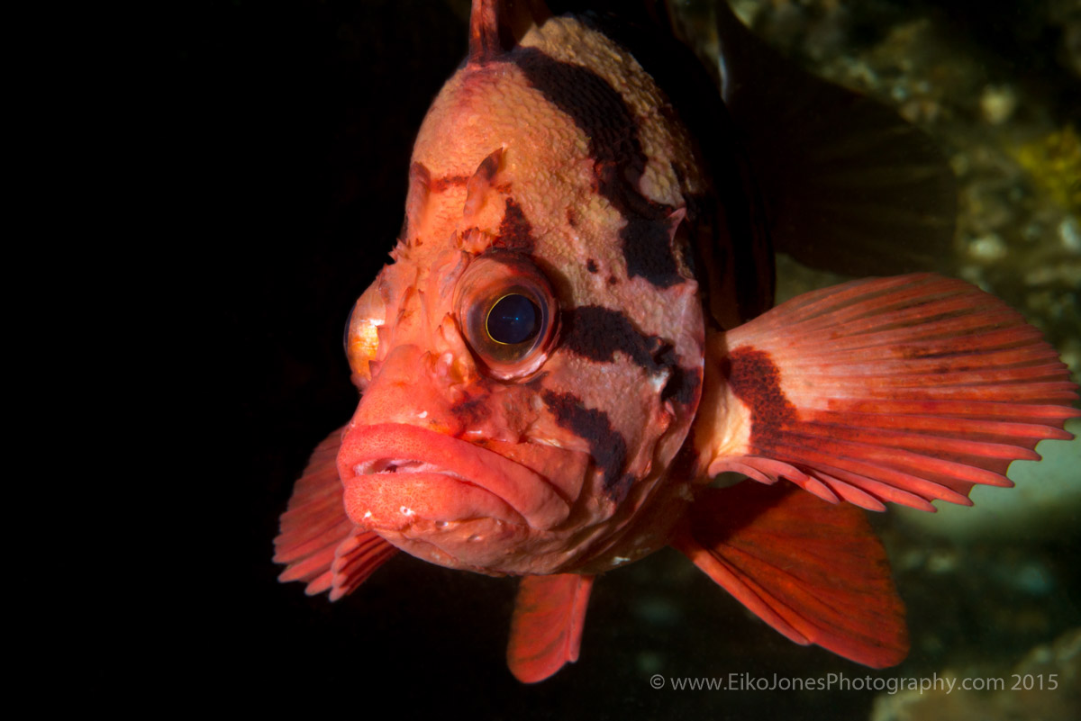 Tiger Rockfish at Hornby Island. BC