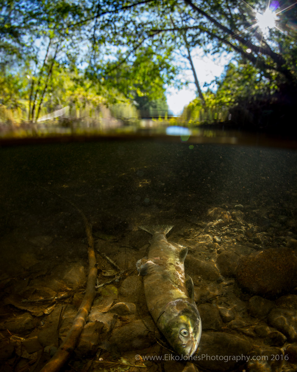 tsolum river salmon cycle