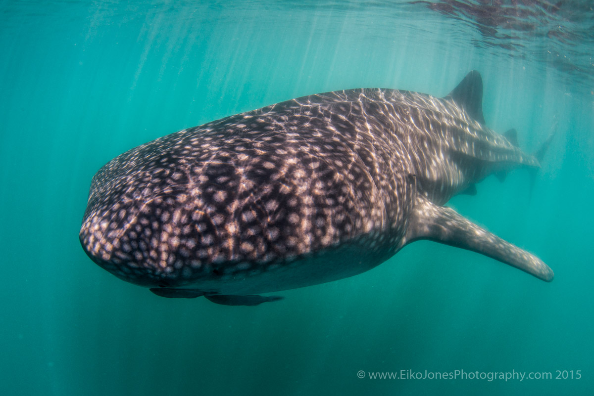 whale shark