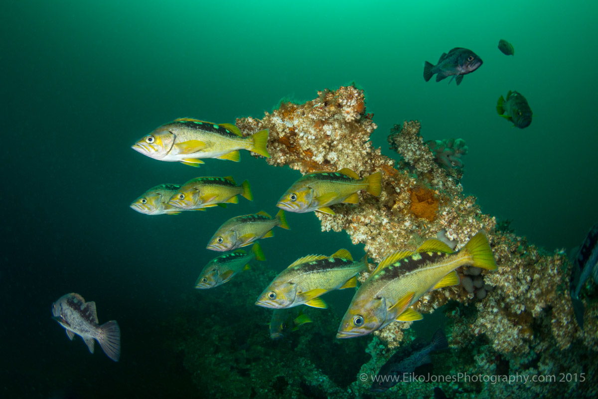 yellowtail rockfish schooling on wreck