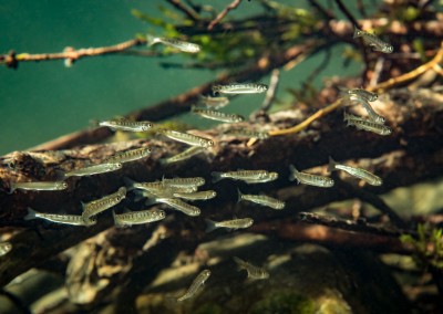 campbell river chum fry oncorhynchus keta