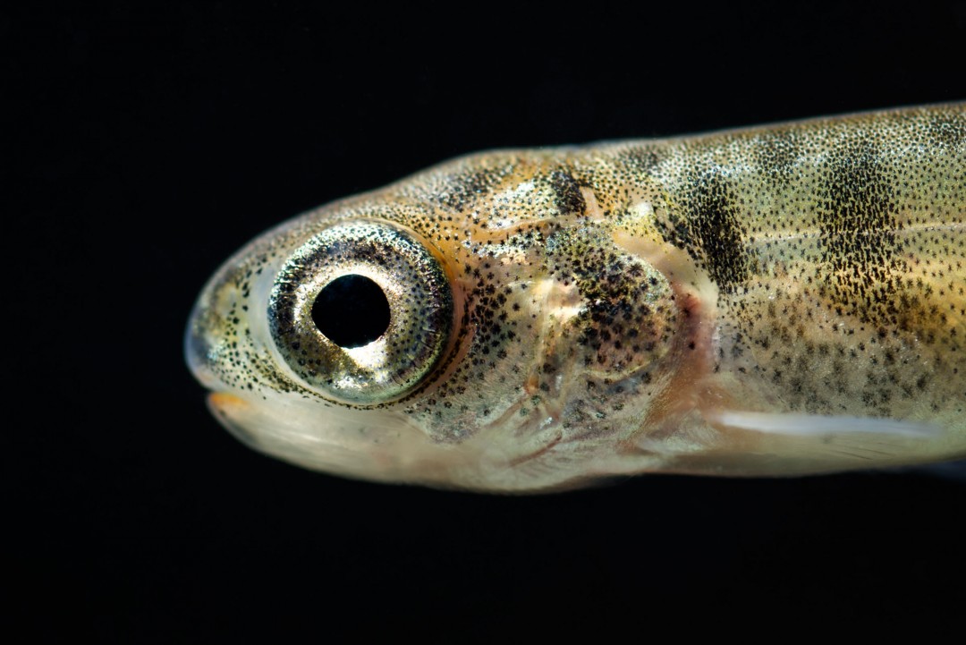 Salmon Fry Out Migration Eiko Jones Photo and Video