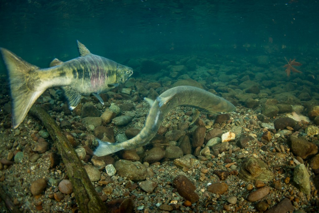 chum salmon spawning image 3
