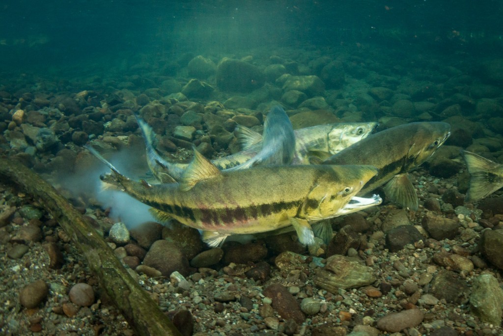 chum salmon spawning egg release