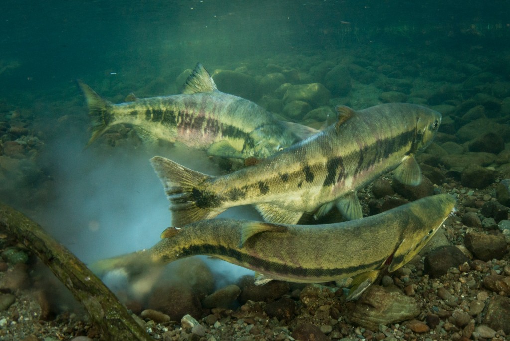 chum salmon spawning milt in water