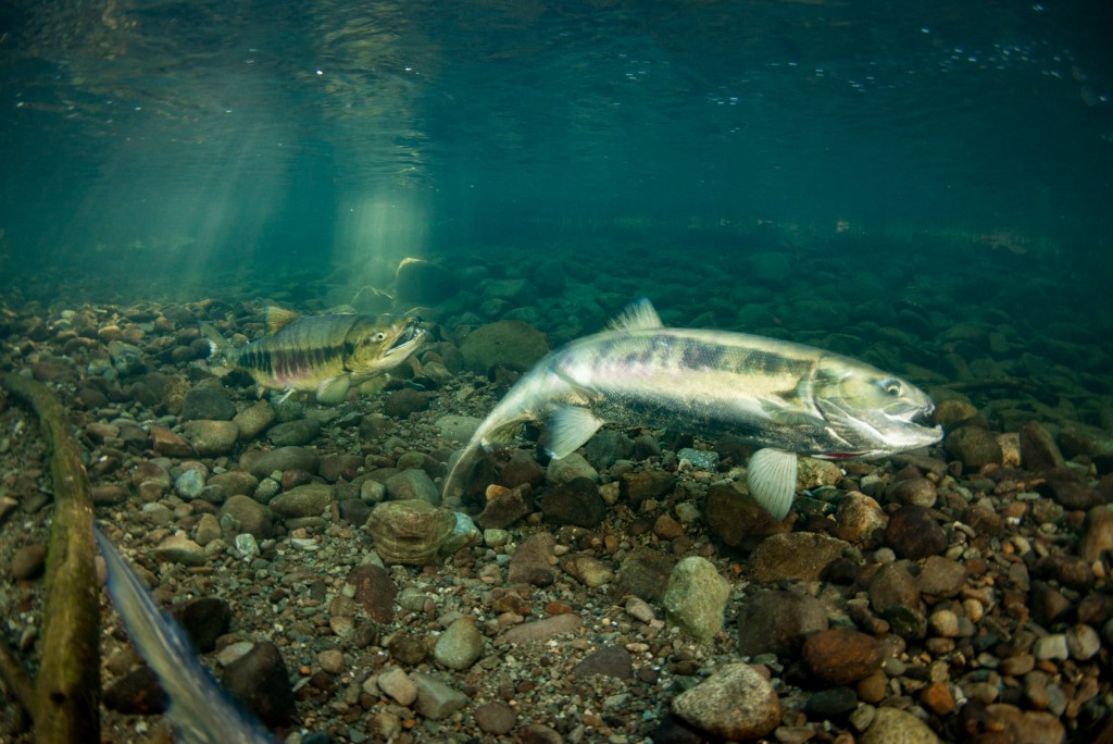 chum salmon spawning image 8